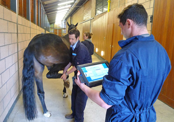 Flexion testing using the sensor-based system at the University of Glasgow's School of Veterinary Medicine.