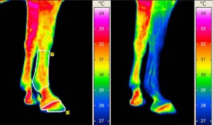 thermography-horse-legs