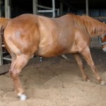 Gut bacteria probed for clues about laminitis and colic